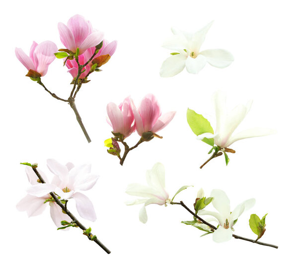 Set of different beautiful magnolia flowers on white background