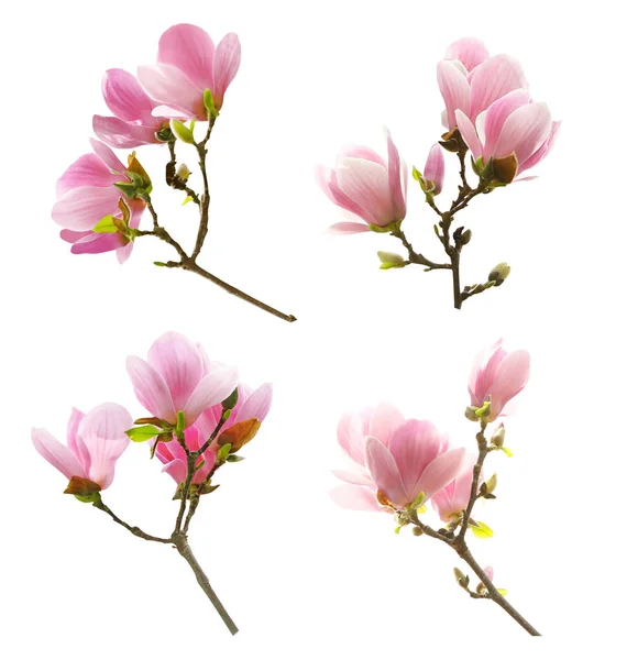 Conjunto de hermosas flores de magnolia en flor sobre fondo blanco — Foto de Stock