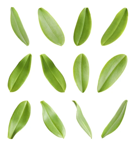 흰색 바탕에 녹색 열 대 난초 잎의 세트 — 스톡 사진