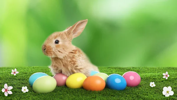 Adorable furry Easter bunny and dyed eggs on green grass, space for text — Stock Photo, Image