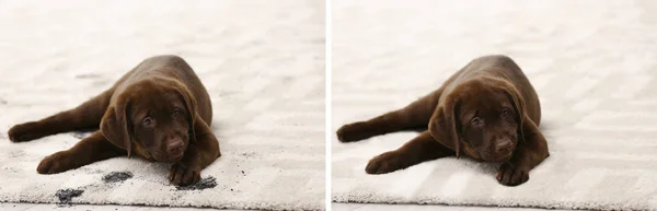 Hund mit matschigen Pfotenabdrücken auf Teppich liegend. vor und nach der Reinigung — Stockfoto