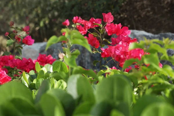 Красива тропічна рослина з квітами на відкритому повітрі в сонячний день — стокове фото