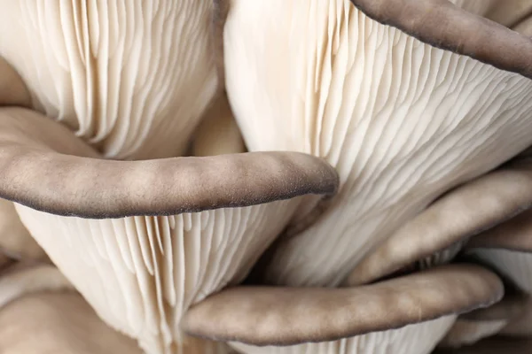 Смачні органічні устричні гриби як фон, крупним планом — стокове фото