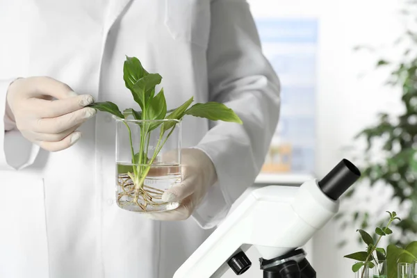 Lab-assistent holding plant in bekerglas binnenshuis, close-up met ruimte voor tekst. Biologische chemie — Stockfoto