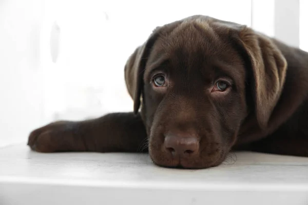 Pencere kapalı üzerinde çikolata Labrador Retriever köpek yavrusu — Stok fotoğraf
