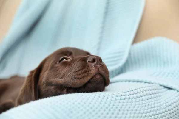 Chocolate Labrador Retriever cachorro com cobertor no sofá dentro de casa — Fotografia de Stock