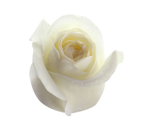 Прекрасна свіжа троянда на білому тлі. Ідеальний подарунок — стокове фото