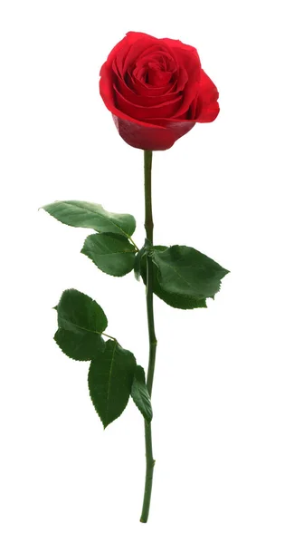 Hermosa rosa roja sobre fondo blanco. Regalo perfecto —  Fotos de Stock