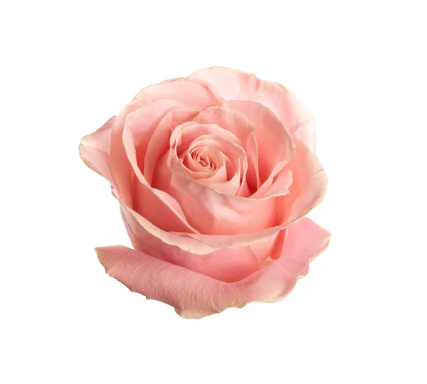Hermosa rosa sobre fondo blanco. Regalo perfecto — Foto de Stock