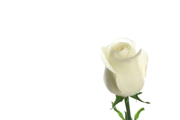 Belle rose fraîche sur fond blanc. Cadeau parfait — Photo