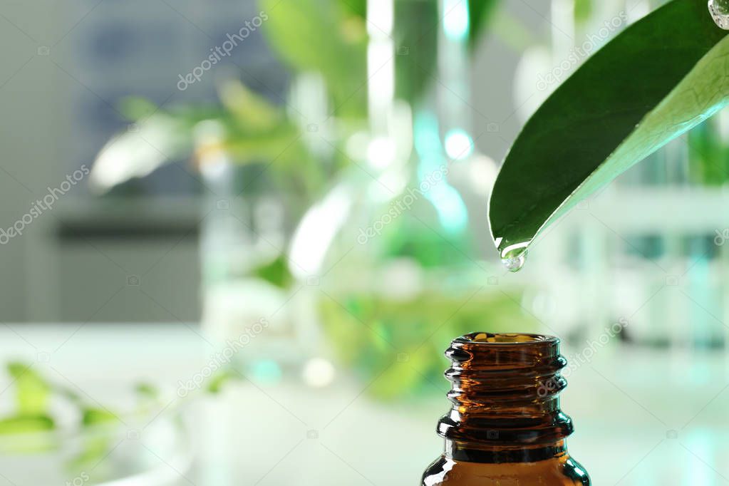 Clear drop falling from leaf into small bottle on blurred background, closeup with space for text. Plant chemistry