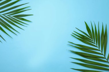 Tropikal areca palmiye yaprakları ve renk arka plan üzerinde metin için yer düz yatıyordu kompozisyonu