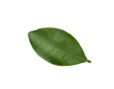 Beyaz izole taze turuncu yaprak yeşil