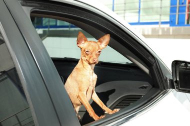 Şirin oyuncak korkunç araba pencereden dışarı bakıyor. Yerli köpek