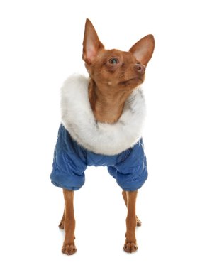 Şirin oyuncak korkunç sıcak giysiler üzerinde beyaz izole. Yerli köpek