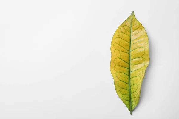 热带编纂植物的叶子在白色背景, 顶视图 — 图库照片