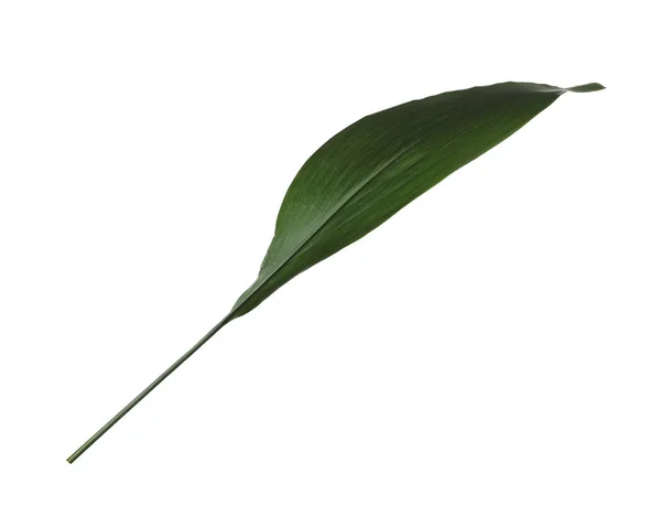 Leaf of tropical aspidistra plant isolated on white — Stock Photo, Image