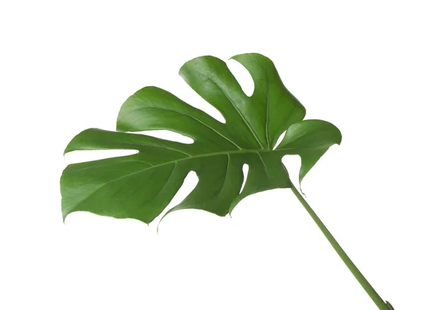 白で隔離モンステラ熱帯植物の葉 — ストック写真