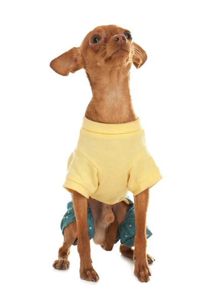 Niedlichen Spielzeug Terrier in lustigen Kleidern isoliert auf weiß. Haushund — Stockfoto