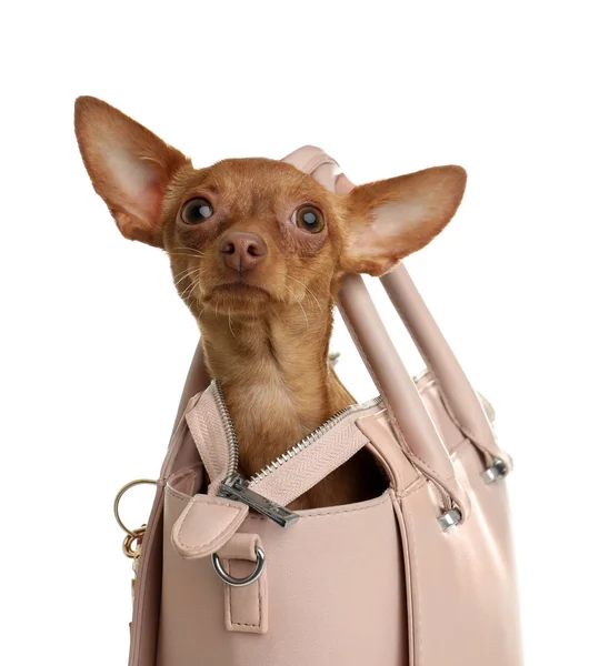Terrier jouet mignon dans un sac à main féminin isolé sur blanc. Chien domestique — Photo