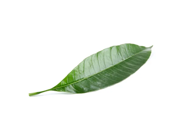 하얀 배경에 있는 싱싱 한 망고 잎 — 스톡 사진