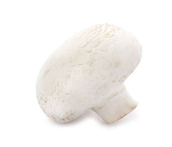 Cogumelo de champignon cru fresco sobre fundo branco — Fotografia de Stock