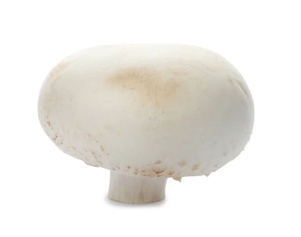 Cogumelo de champignon cru fresco sobre fundo branco — Fotografia de Stock