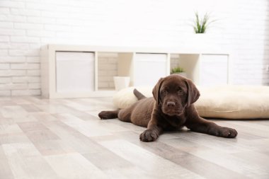 Evde yerde yatarken çikolata Labrador Retriever köpek yavrusu. Metin için yer