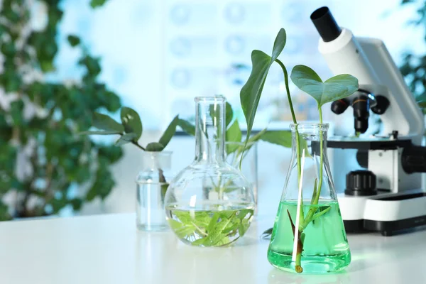 Plantas en cristalería de laboratorio y microscopio sobre mesa, espacio para texto. Química biológica — Foto de Stock