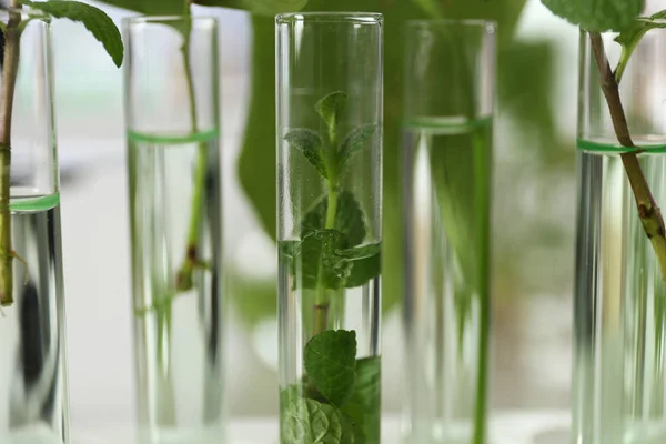 Rurki ze szkła z roślinami na niewyraźne tło zbliżenie. Biochemia — Zdjęcie stockowe