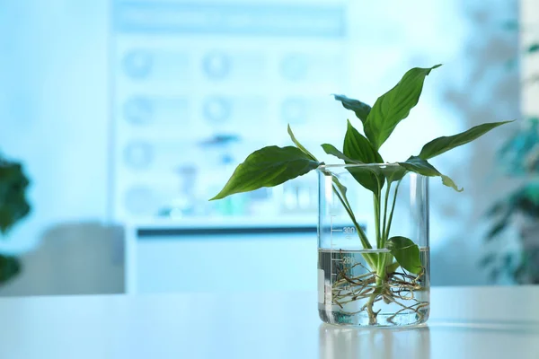 Bekerglas met plant op tafel in laboratorium, ruimte voor tekst. Biologische chemie — Stockfoto