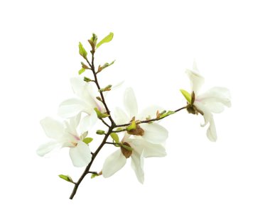 Güzel çiçek açan Manolya çiçekleri beyaz arka plan üzerinde