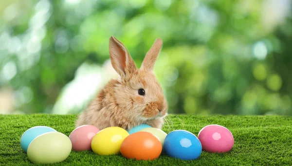 Adorable furry Easter bunny and dyed eggs on green grass — Stock Photo, Image