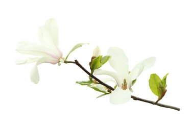 Güzel çiçek açan Manolya çiçekleri beyaz arka plan üzerinde