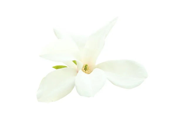 Linda flor de magnólia florescendo no fundo branco — Fotografia de Stock