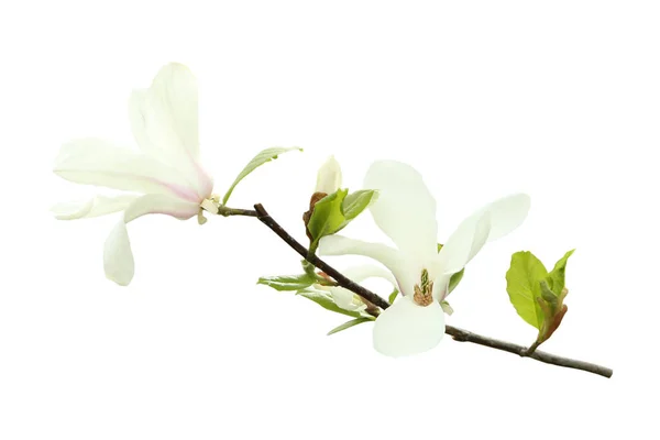Lindas flores de magnólia florescendo no fundo branco — Fotografia de Stock