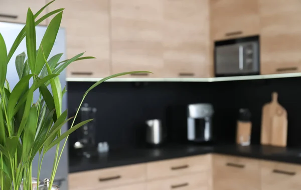 Planta verde e vista turva do aconchegante interior da cozinha moderna no fundo — Fotografia de Stock