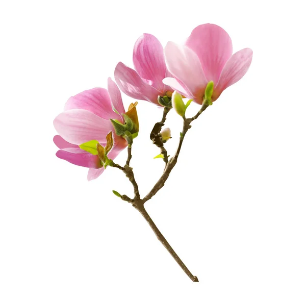 Frumoase flori de magnolie înflorite pe fundal alb — Fotografie, imagine de stoc