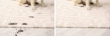 Köpek ile çamurlu pençe oturan halı üzerinde yazdırır. Önce ve sonra Temizleme