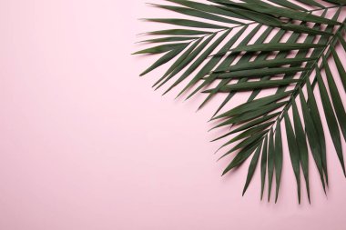 Tropikal areca palmiye yaprakları ve renk arka plan üzerinde metin için yer düz yatıyordu kompozisyonu