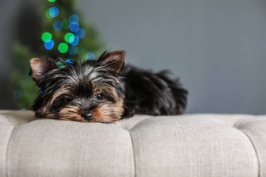 Sevimli Yorkshire terrier köpek yavrusu ve bulanık Noel ağacına arka plan, metin için yer. Mutlu köpek