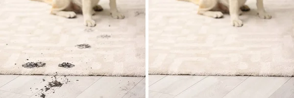 Dog sitting with muddy paw prints on carpet. Before and after cleaning