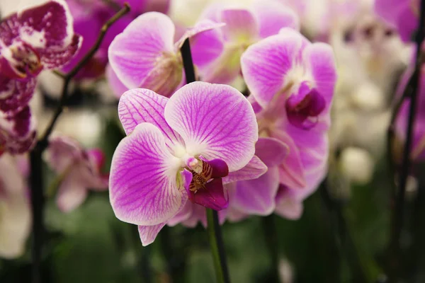 Hermosas flores de orquídea en flor, primer plano. Planta tropical —  Fotos de Stock