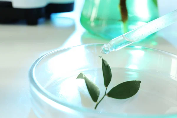 Líquido transparente que cae de la pipeta en la planta en la placa de Petri. Química biológica — Foto de Stock