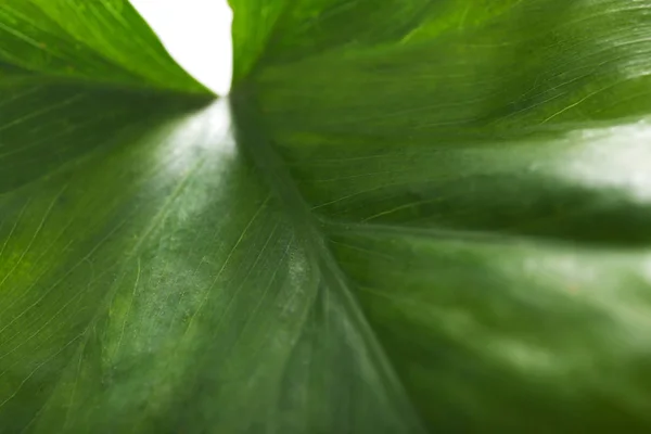 Hoja verde de planta de laboratorio, primer plano. Química biológica —  Fotos de Stock