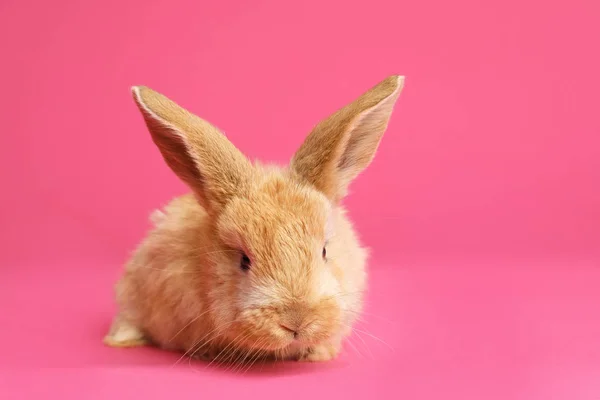 Adorável peludo coelho da Páscoa em fundo de cor, espaço para texto — Fotografia de Stock