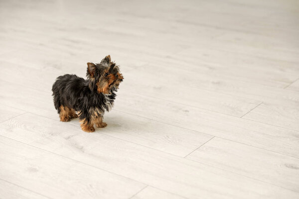 Симпатичный йоркширский терьер на деревянном полу, место для текста. Счастливая собака
