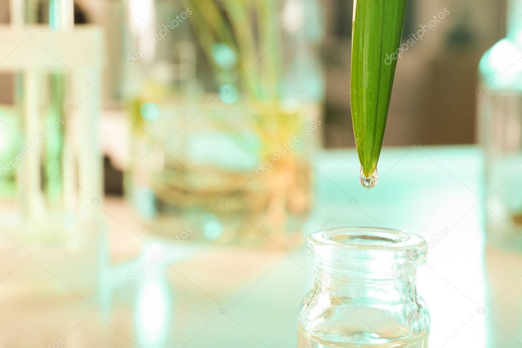 Clear drop falling from leaf into small bottle on blurred background, closeup with space for text. Plant chemistry