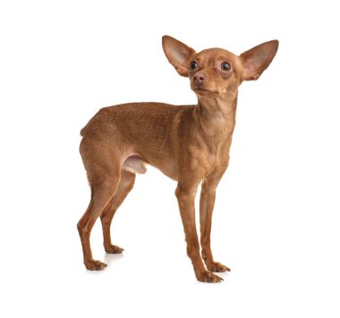 Beyaz izole şirin oyuncak korkunç. Yerli köpek