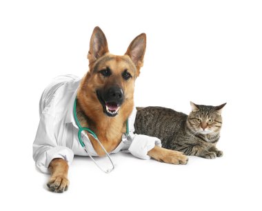 Sevimli köpek hayvan hastalıklarıyla ilgili ve beyaz arka plan üzerinde kedi olarak stetoskop ile üniformalı